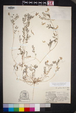 Astragalus nuttallianus var. austrinus image