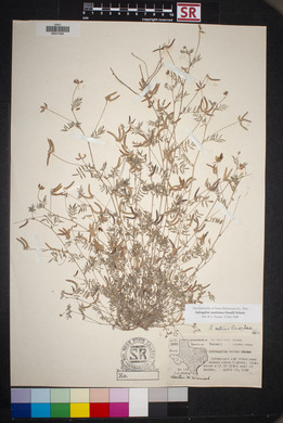 Astragalus nuttallianus image