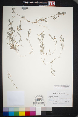 Astragalus nuttallianus image