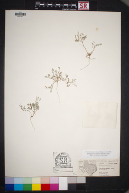 Astragalus nuttallianus image