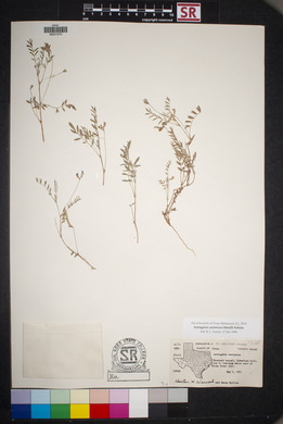 Astragalus nuttallianus image