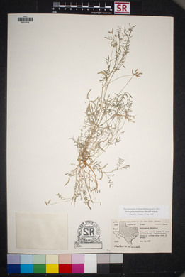 Astragalus emoryanus image