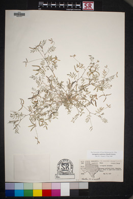 Astragalus nuttallianus var. austrinus image