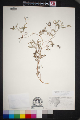 Astragalus nuttallianus image