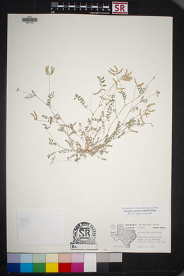 Astragalus nuttallianus image