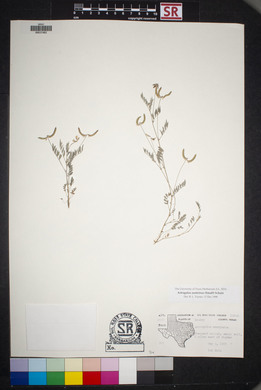 Astragalus nuttallianus image