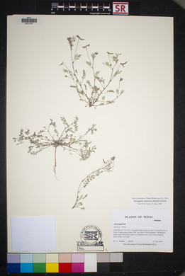 Astragalus nuttallianus image