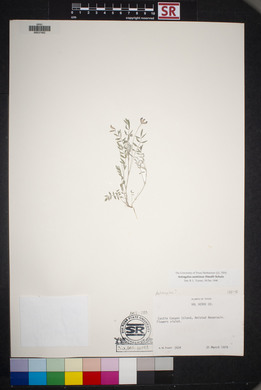 Astragalus nuttallianus var. austrinus image