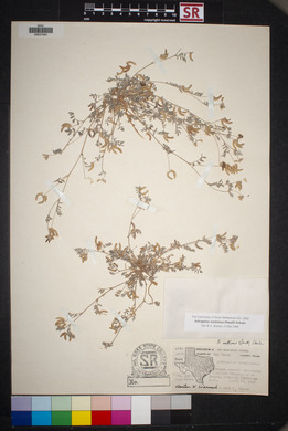 Astragalus nuttallianus image