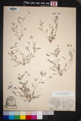 Astragalus nuttallianus image