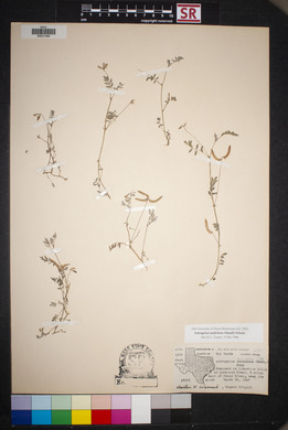 Astragalus nuttallianus image