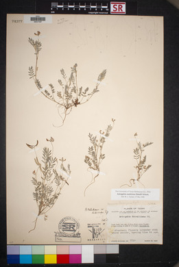 Astragalus nuttallianus image