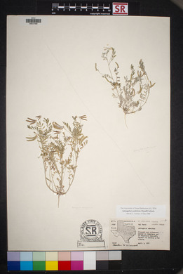 Astragalus nuttallianus image