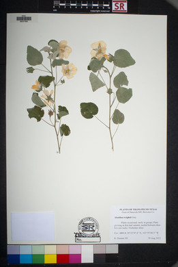 Abutilon wrightii image