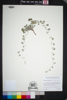 Dichondra argentea image