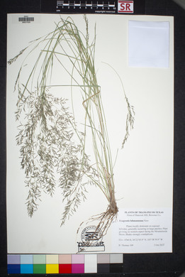 Eragrostis lehmanniana image