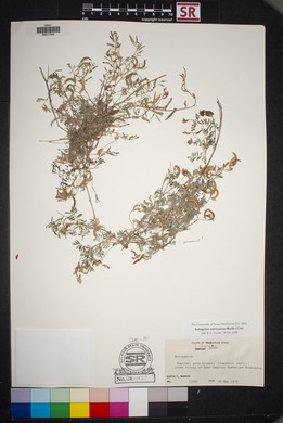 Astragalus emoryanus image