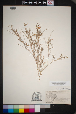 Astragalus emoryanus image