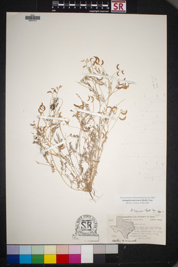 Astragalus emoryanus image