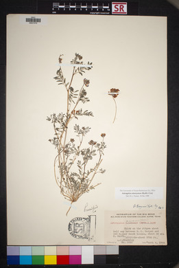 Astragalus emoryanus image