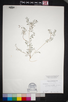 Astragalus emoryanus image