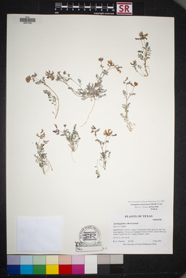 Astragalus emoryanus image