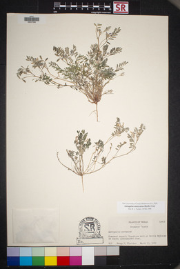 Astragalus emoryanus image