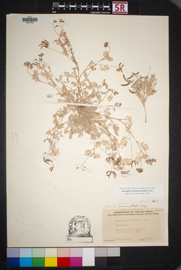 Astragalus emoryanus image