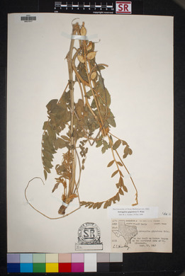 Astragalus giganteus image