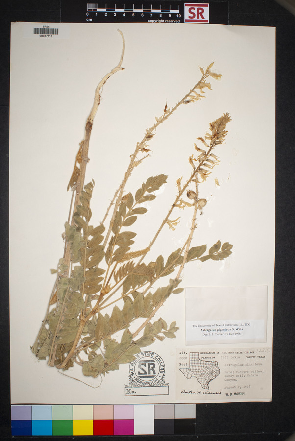 Astragalus giganteus image