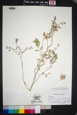 Astragalus lentiginosus var. australis image