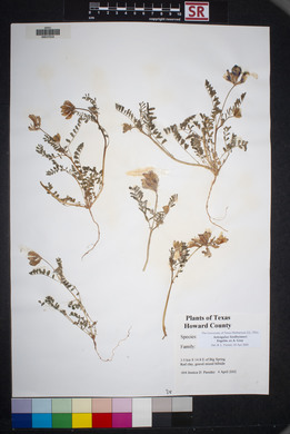 Astragalus lindheimeri image