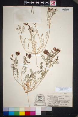 Astragalus lindheimeri image