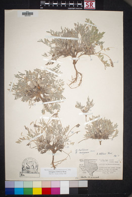 Astragalus lotiflorus image