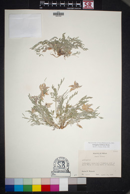 Astragalus lotiflorus image