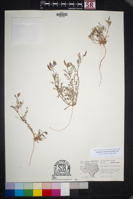 Astragalus macilentus image