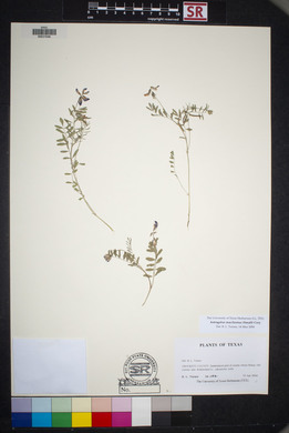 Astragalus macilentus image