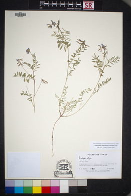 Astragalus macilentus image