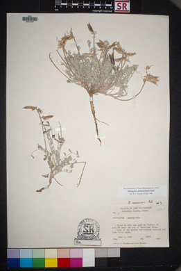 Astragalus missouriensis image