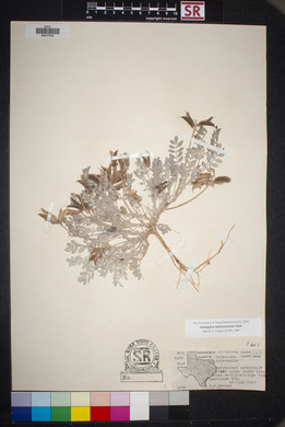 Astragalus missouriensis image