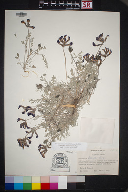 Astragalus missouriensis image