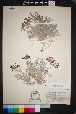 Astragalus missouriensis image