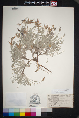 Astragalus missouriensis image