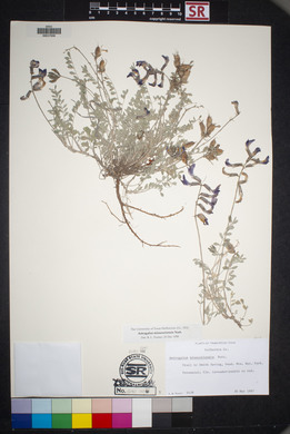 Astragalus missouriensis image