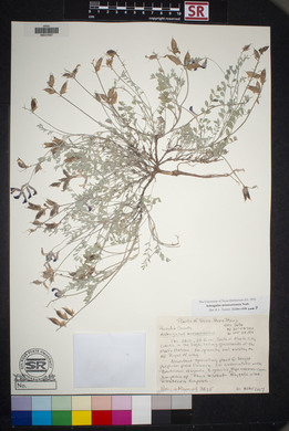 Astragalus missouriensis image