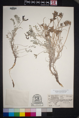 Astragalus missouriensis image