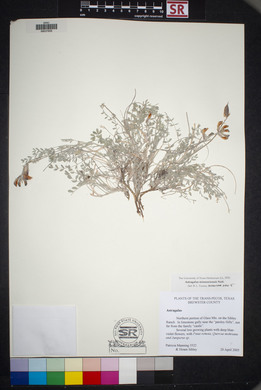 Astragalus missouriensis image