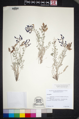 Astragalus missouriensis image