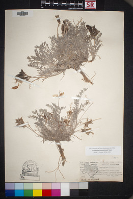 Astragalus missouriensis image