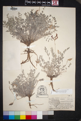 Astragalus missouriensis image